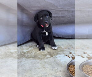 Labrador Retriever-Unknown Mix Dogs for adoption in Dana Point, CA, USA
