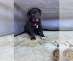 Small Labrador Retriever Mix