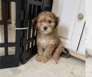 Yo-Chon Puppy for sale in HAMPTON, VA, USA