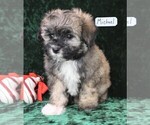 Small Photo #10 Maltipoo Puppy For Sale in MOMEYER, NC, USA