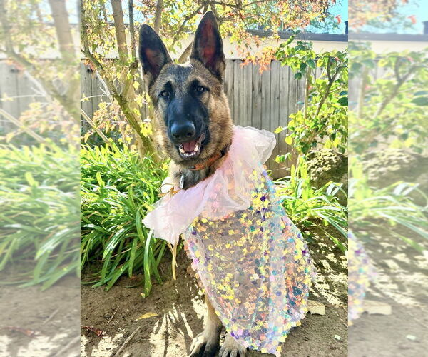 Medium Photo #14 German Shepherd Dog Puppy For Sale in West Sacramento, CA, USA