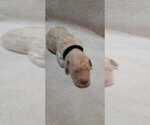 Puppy 5 Goldendoodle