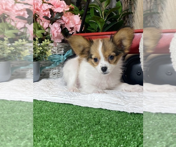 Medium Photo #4 Papillon Puppy For Sale in CANOGA, NY, USA
