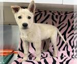 Small Carolina Dog Mix
