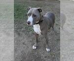 MILA - Female Mutt Dog for Adoption - Small photo