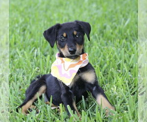Miniature Pinscher-Unknown Mix Dogs for adoption in Euless, TX, USA