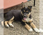 Small #3 German Shepherd Dog Mix