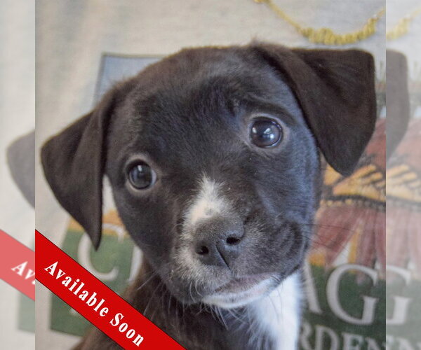 Medium Photo #1 Border Collie-Unknown Mix Puppy For Sale in Huntley, IL, USA