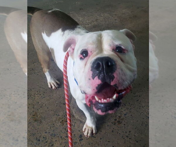 Medium Photo #13 Bulldog-Unknown Mix Puppy For Sale in Rockaway, NJ, USA