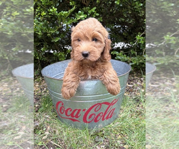 Medium Photo #4 Goldendoodle (Miniature) Puppy For Sale in MIDDLEBURY, IN, USA