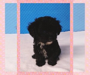 ShihPoo Puppy for sale in SEYMOUR, MO, USA