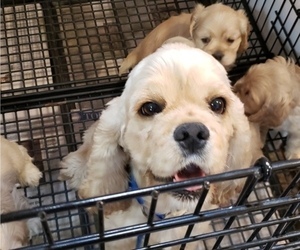 Mother of the Cocker Spaniel puppies born on 07/09/2022