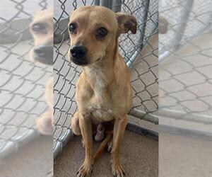 Chihuahua Dogs for adoption in Bakersfield, CA, USA