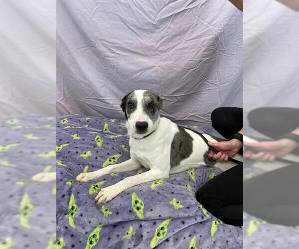 Medium Photo #2 Catahoula Leopard Dog-Labrador Retriever Mix Puppy For Sale in Baytown, TX, USA