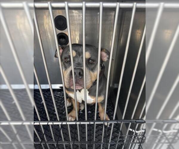 Medium Photo #1 American Pit Bull Terrier Puppy For Sale in Derwood, MD, USA