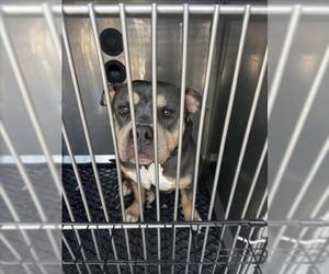 American Pit Bull Terrier Dogs for adoption in Derwood, MD, USA