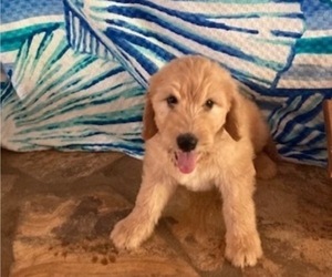 Goldendoodle Puppy for Sale in MORGAN, Georgia USA