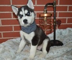 Small Photo #2 Siberian Husky Puppy For Sale in HONEY BROOK, PA, USA