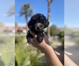 Poodle (Miniature) Puppy for sale in DESERT HOT SPRINGS, CA, USA