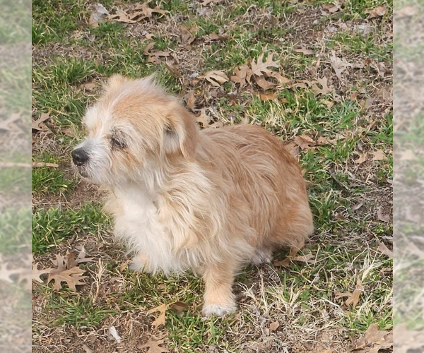 Medium Photo #4 Mutt Puppy For Sale in Cranston, RI, USA