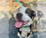 Small Photo #28 Mutt Puppy For Sale in Mount Laurel, NJ, USA