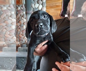 Labrador Retriever Puppy for sale in GLEN FLORA, WI, USA