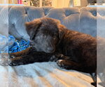 Small #5 Great Pyrenees Mix