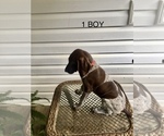 Small Photo #4 German Shorthaired Pointer Puppy For Sale in ENTERPRISE, AL, USA