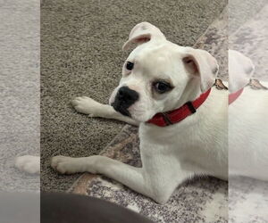 Boxer Dogs for adoption in Woodbury, MN, USA