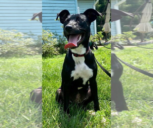 Medium Photo #9 American Pit Bull Terrier-Labrador Retriever Mix Puppy For Sale in Wenonah, NJ, USA