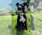 Small #8 American Pit Bull Terrier-Labrador Retriever Mix