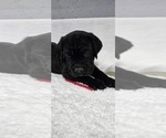 Puppy Puppy 1 Cane Corso
