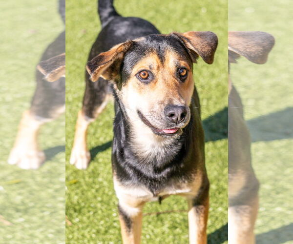 Medium Photo #4 Mutt Puppy For Sale in Hilton Head, SC, USA