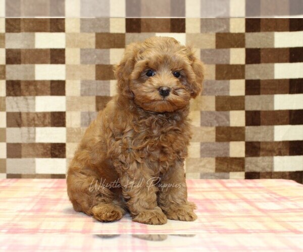Medium Photo #4 Cavapoo Puppy For Sale in DENVER, PA, USA