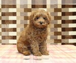 Small #3 Cavapoo