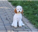 Emerald - Female Cavapoo (Miniature) Puppy for Sale - Photo #4