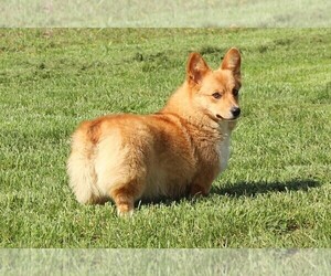 Mother of the Pembroke Welsh Corgi puppies born on 05/03/2023