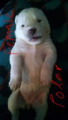 Alaskan Husky Puppy for sale in VIRGINIA BEACH, VA, USA