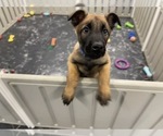 Small Photo #17 Belgian Malinois Puppy For Sale in REESEVILLE, WI, USA