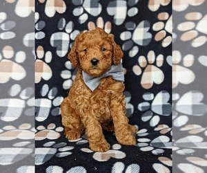 Miniature Labradoodle Puppy for sale in NOTTINGHAM, PA, USA