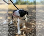 Small #2 American Pit Bull Terrier