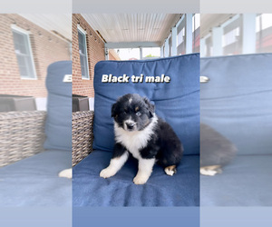Australian Shepherd Puppy for sale in CHURCHVILLE, VA, USA