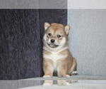 Small Photo #6 Shiba Inu Puppy For Sale in SAN JOSE, CA, USA