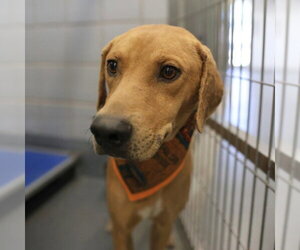 Mutt Dogs for adoption in San Antonio, TX, USA