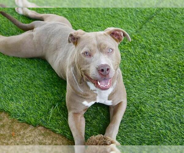 Medium Photo #2 American Staffordshire Terrier Puppy For Sale in Tallahassee, FL, USA