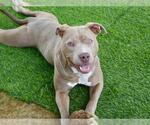 Small #1 American Staffordshire Terrier