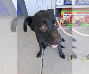 American Pit Bull Terrier Dogs for adoption in Bakersfield, CA, USA