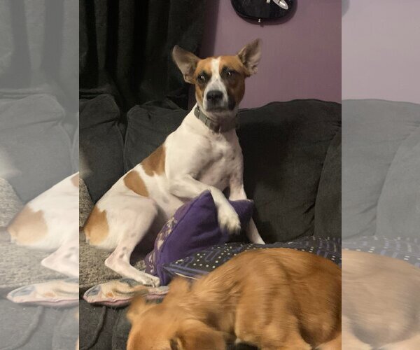 Medium Photo #4 Mutt Puppy For Sale in Sanford, FL, USA
