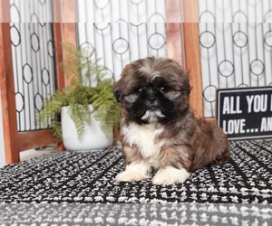 Shih Tzu Puppy for sale in NAPLES, FL, USA