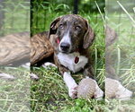 Small #3 Mutt